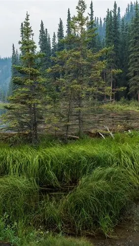 迪纳利国家公园,马蹄湖,森林,树木,美国 5k