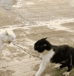 喵星人gif站立gif打架gif架势gif