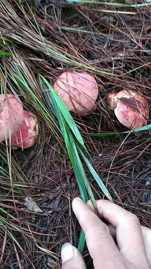 我们云南美味,纯天然野生菌.