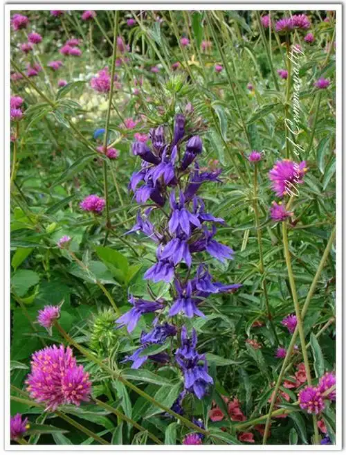 宿根六倍利泛蓝