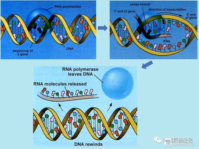 原核生物的启动子与转录起始过程