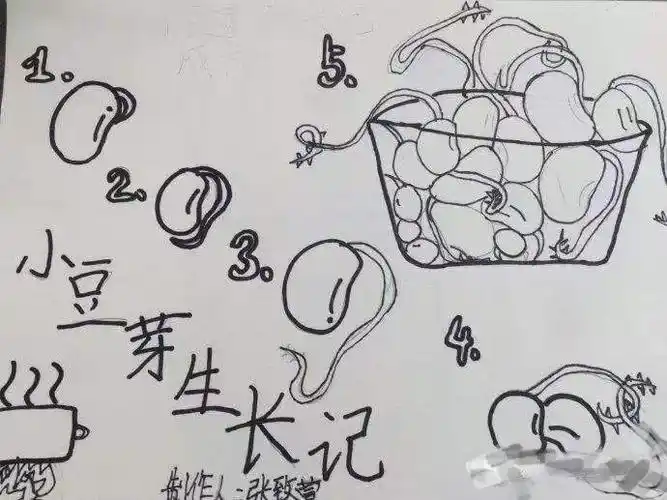 豆芽生长记