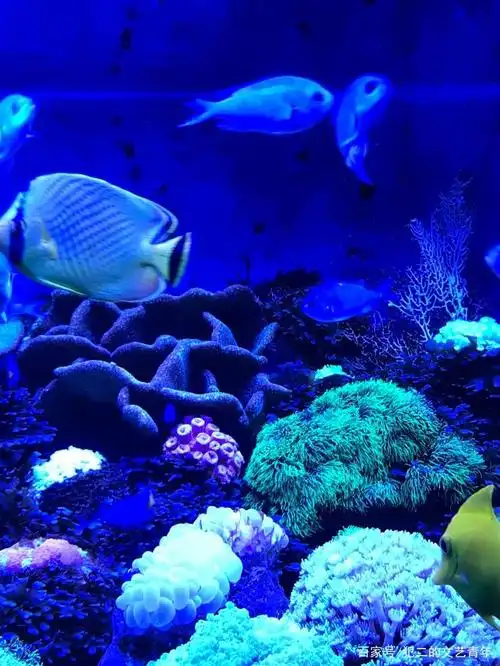 青岛海昌极地海洋世界:青岛极地海洋世界属于国家4a级旅游景区,极地