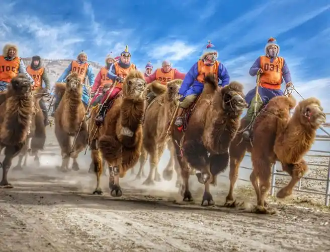 内蒙古自治区第二届骆驼那达慕