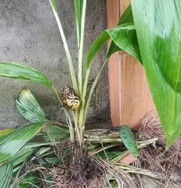 大叶仙茅大山里的货纯野生地道药材