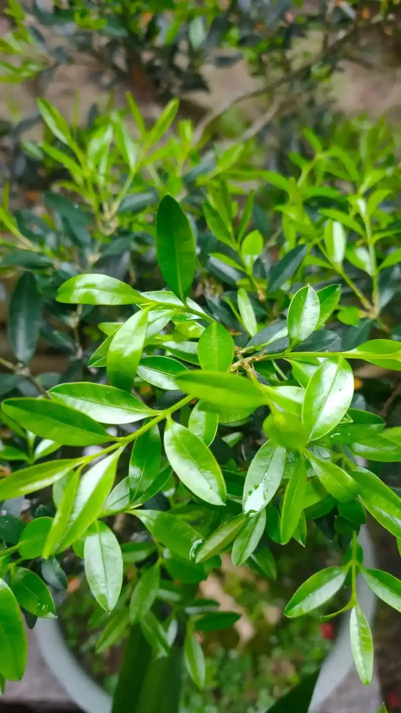 春天的黄杨叶子就是美. - 抖音