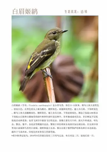 深圳市洪湖公园鸟类(有空更新)