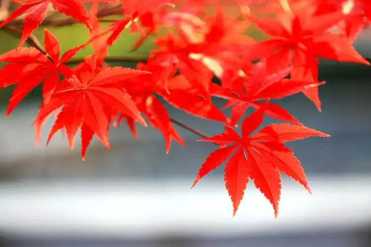 梦里相思落红叶