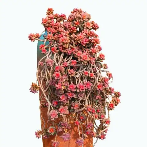 植物姬胧月多肉老桩大颗好养精品云南基地含盆包多肉植物