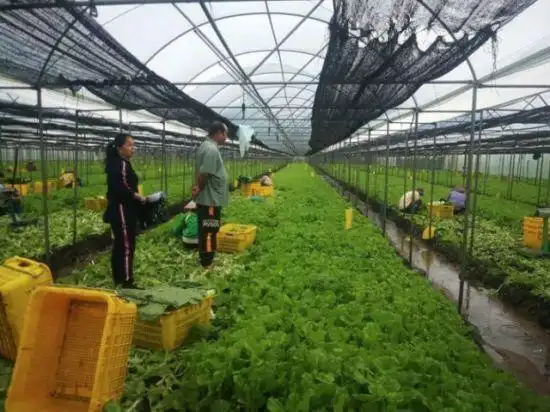 琼山区开展农作物种植管理防风抗雨技术指导服务工作