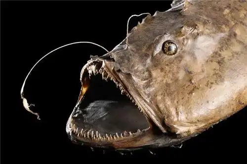 血盆大口的深海鮟鱇鱼