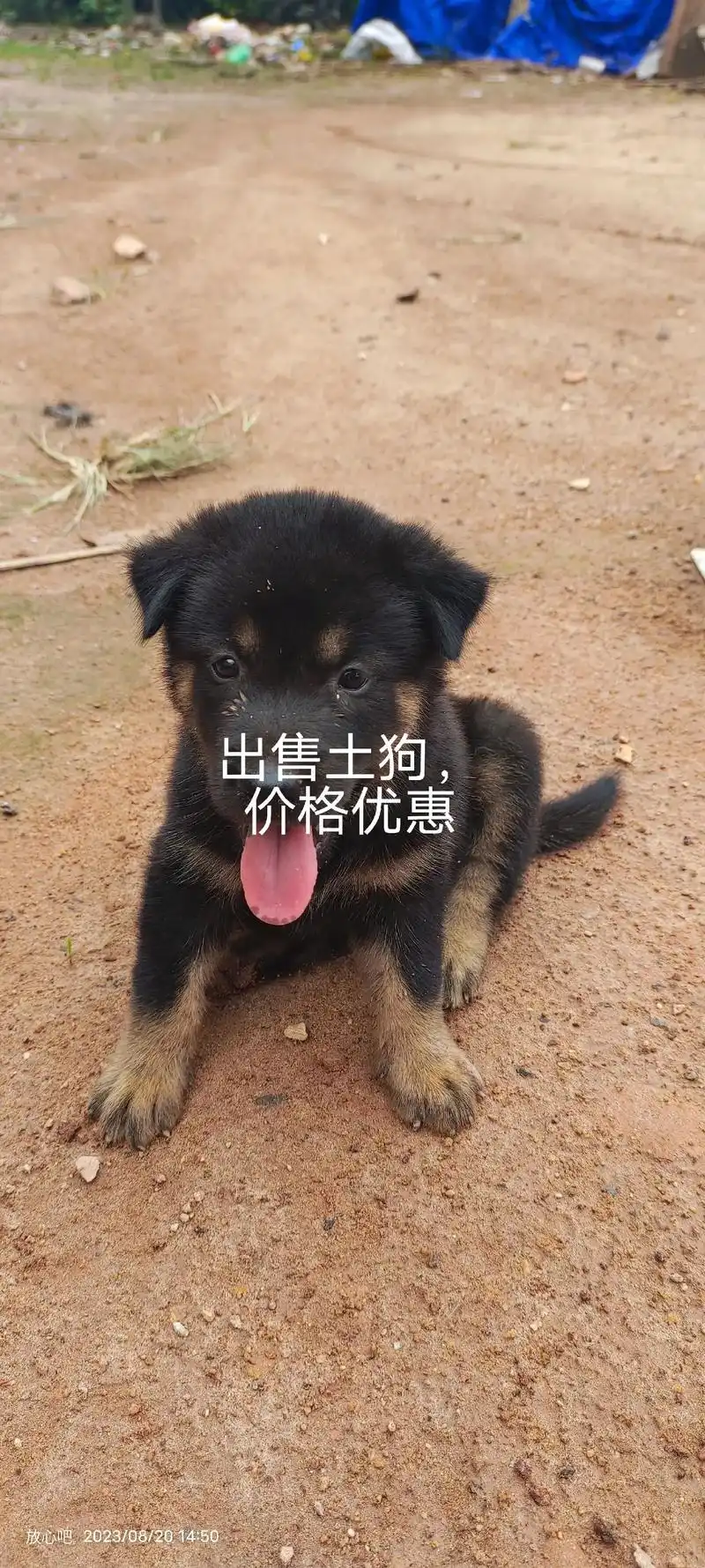 出售狗98#我家的小土狗 #小黑 #四眼狗 - 抖音