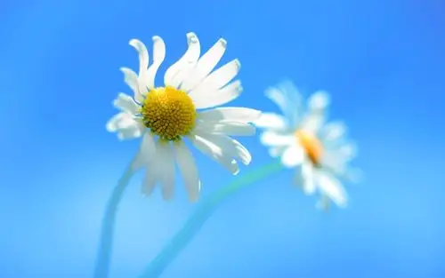windows 8 daisy flower wallpaper for 1280x800