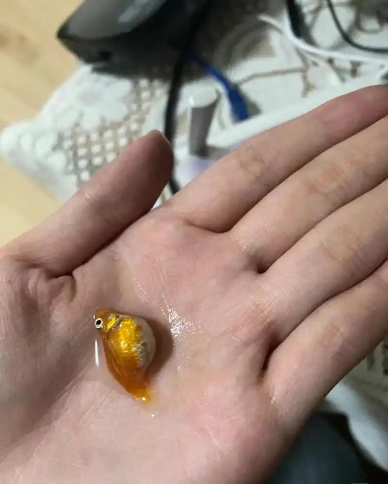 大腹便便的鱼娃娃,这是要生鱼宝宝了吗?