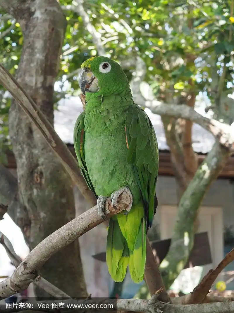 绿色金刚鹦鹉栖息在树枝上