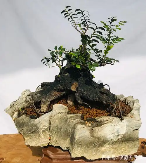 盆景艺术展上的盆景掠影,树形雅致精巧,盆景也可以诗情画意呢