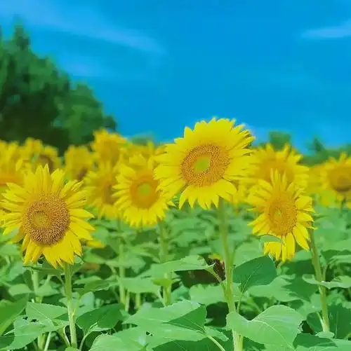 向日葵风景图片【唯美向日葵头像】