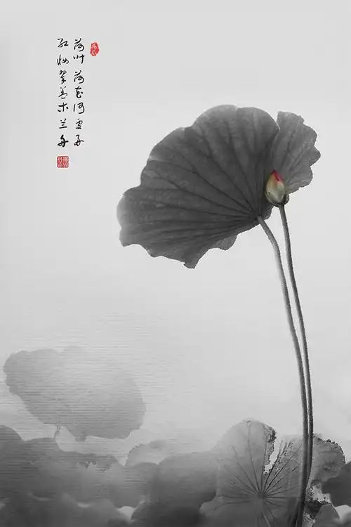 画意摄影《水墨荷花》