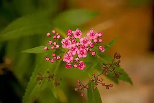 花,芽,绣线菊,特写,粉花,日本山茶