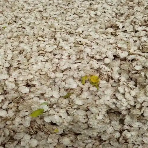 辽宁省金叶榆种子新货批发