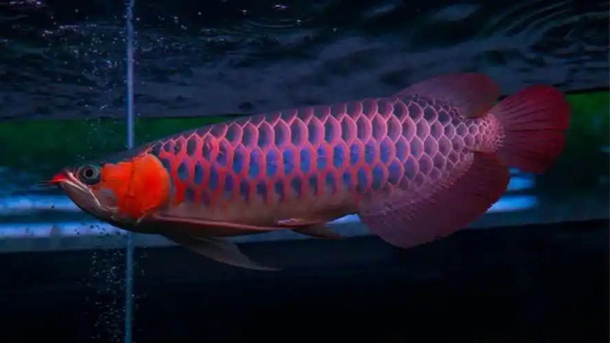 辣椒红龙鱼图片