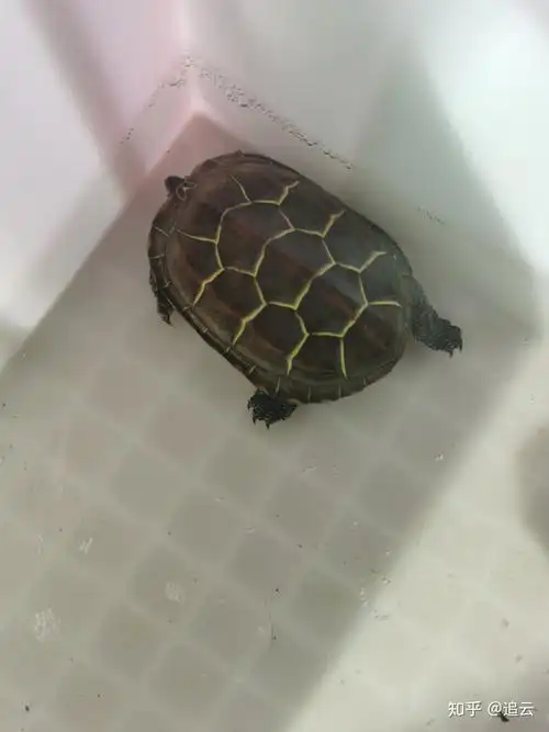 金线龟和金钱龟有区别吗