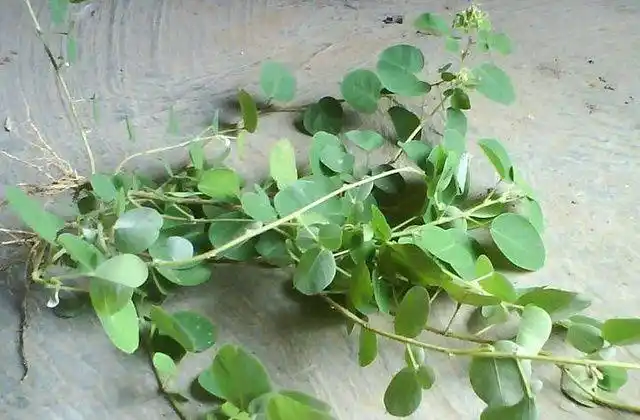 农村有一种草叫金钱草是治疗结石常用草药还可用于跌打损伤