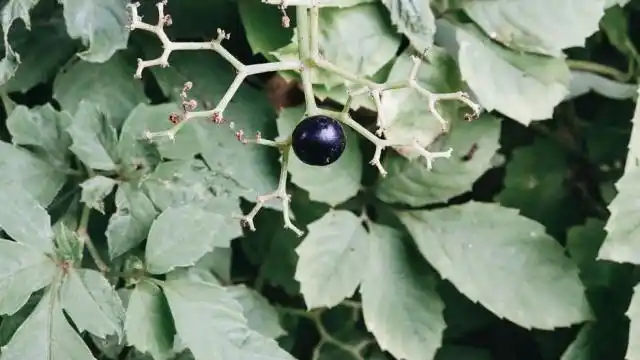 大概是很难在自然界见到乳白色的果实 它是 小小的奇迹 乌蔹莓 果如其