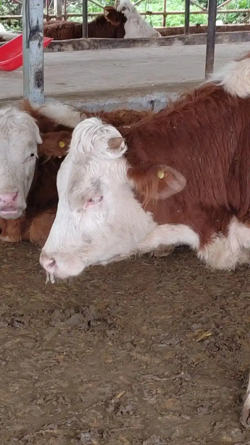 口蹄疫口蹄疫不要大意!这几天河北,湖南,重庆,河南到处 - 抖音