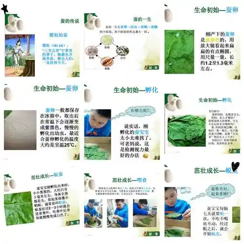 抗疫在线之一 家长课堂,萌娃助阵——观察日记之蚕的生长变化