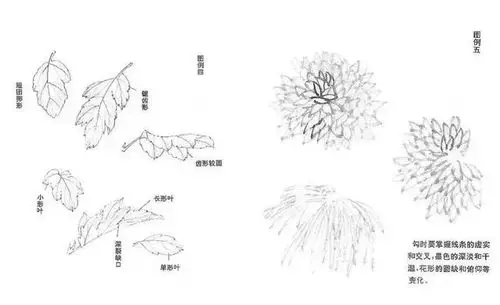 国画之《菊花的画法》