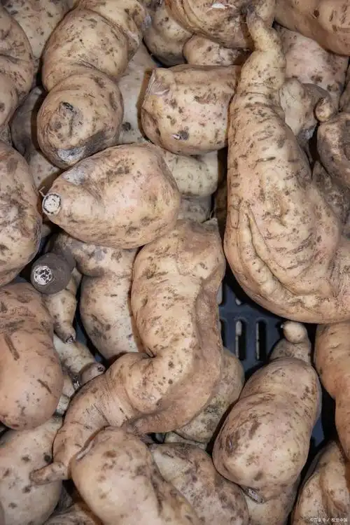 脚板薯的功效与作用