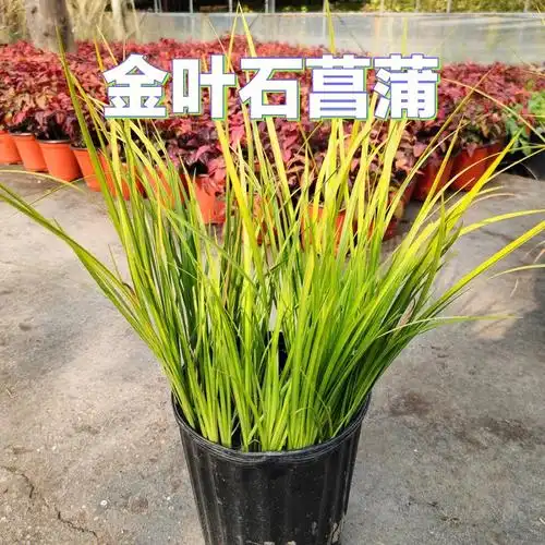 花境植物第77弹金叶石菖蒲