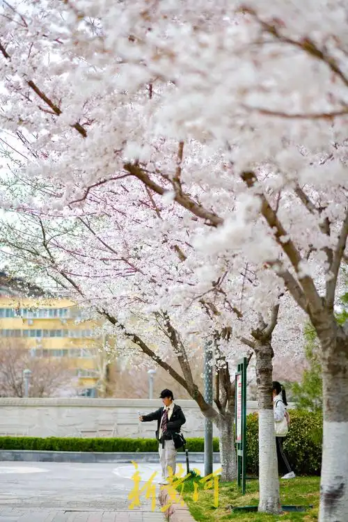 最大樱花广场已到烂漫时,三个品种500多株轮番绽放 - 济南社会 - 舜网