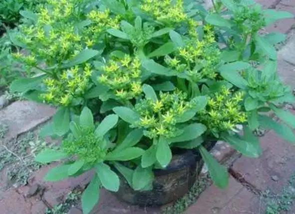 它叫救心菜,是心脏的灵丹妙药,抗癌降血压,你还不知道么?