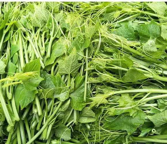 龙须菜|田间地头上的野菜极品