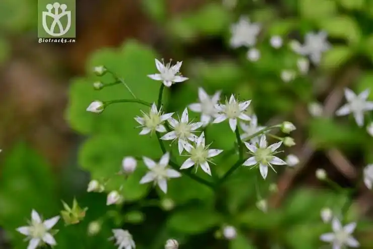 细叶景天(sedum elatinoides) (1).jpg