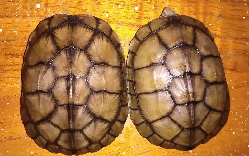 (小青)黄喉拟水龟开箱,早晚会剁手