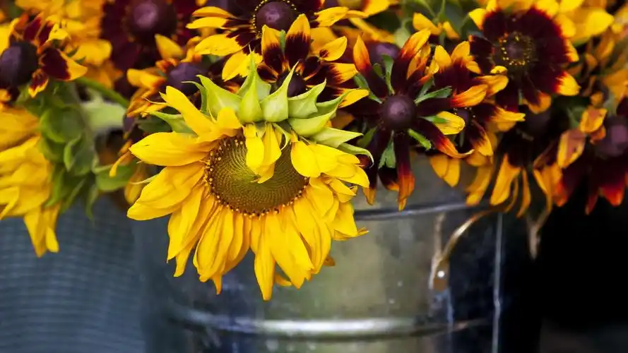 向日葵背景 壁纸 - 2560x1440 qhd高清