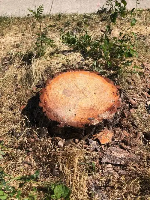 砍剩的树桩