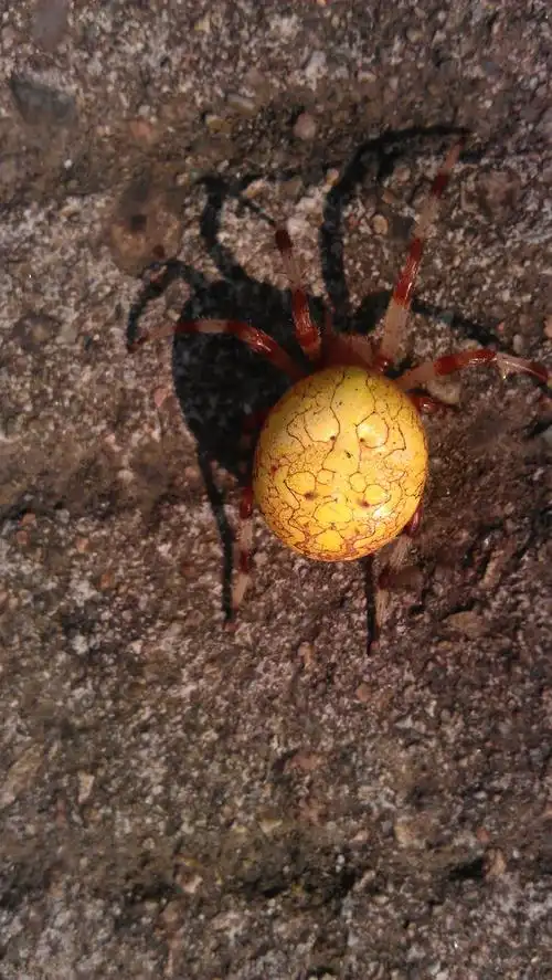 这只蜘蛛是什么品种,叫什么名字?在哈尔滨神鹿峰发现的.