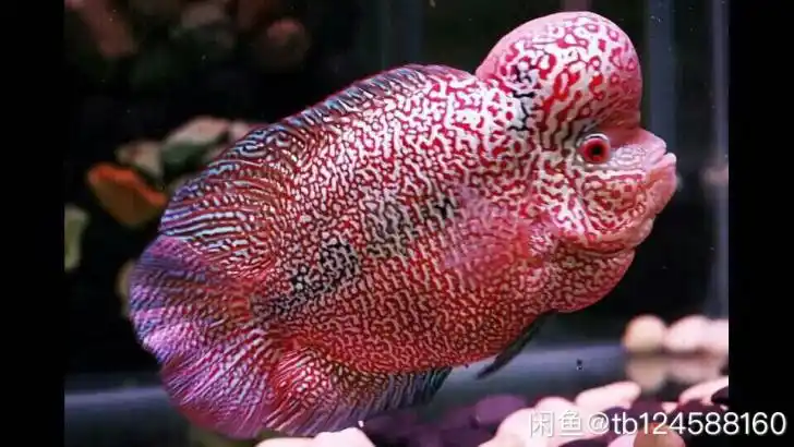 赛级金花罗汉鱼高品质带血统证书