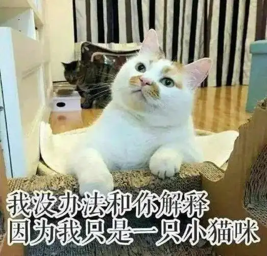 我没办法和你解释,因为我只是一只小猫咪