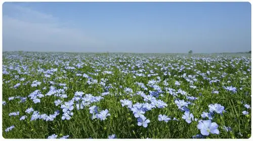 【福来喜得】大面积高海拔有机种植亚麻籽在海西喜获成功!