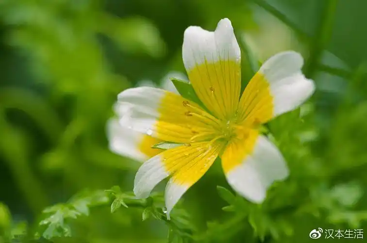 芳香精油基础油大全–白芒花籽油│生香汉本生活