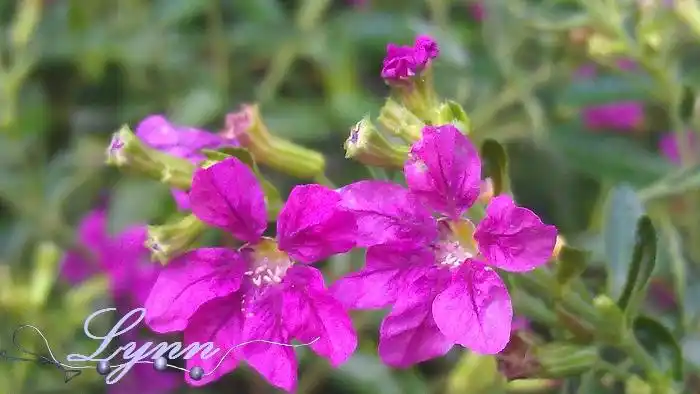 雪茄花-数码单反摄影-照片处理论坛-photoshop照片处理,ps模板下载,照