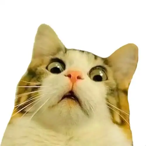 惊呆猫猫头惊呆猫猫表情