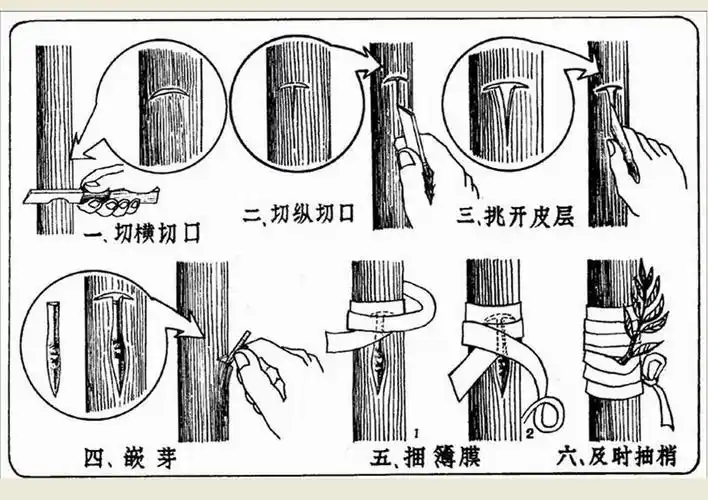 p data-id="gnantn42ny">切接是嫁接方法中 a target="_blank" href=