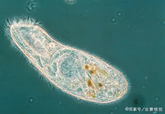 生物草履虫