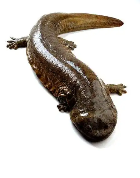 安徽哪里有卖娃娃鱼苗的之娃娃鱼喜欢吃的